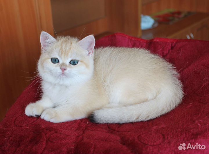 Девочка золотая шиншилла