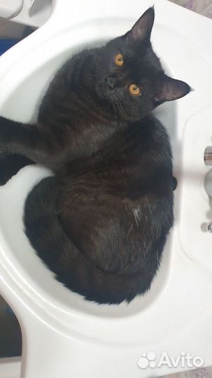 Отдам кота в хорошие руки