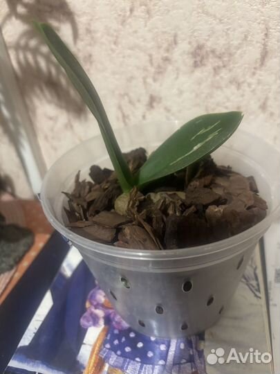 Продам орхидею белую бабочку