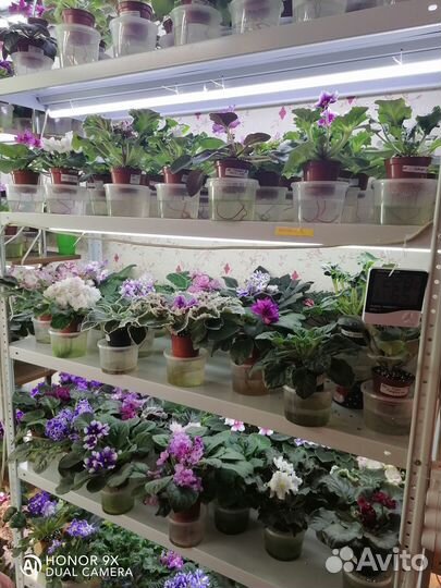 Листочки сортовых фиалок набором