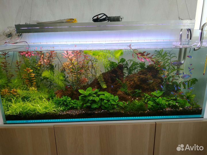 Растения длинностебельные водоросли для аквариума