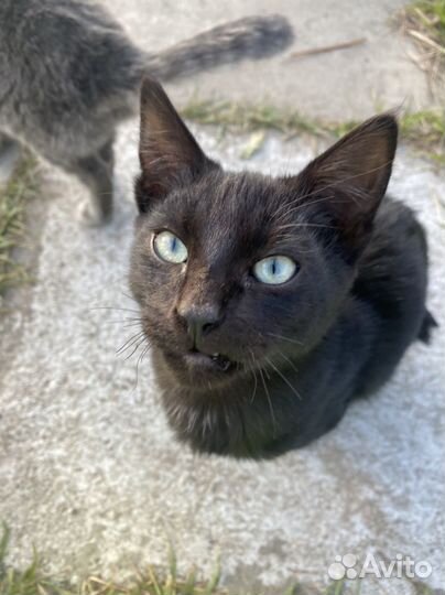 Котик черный