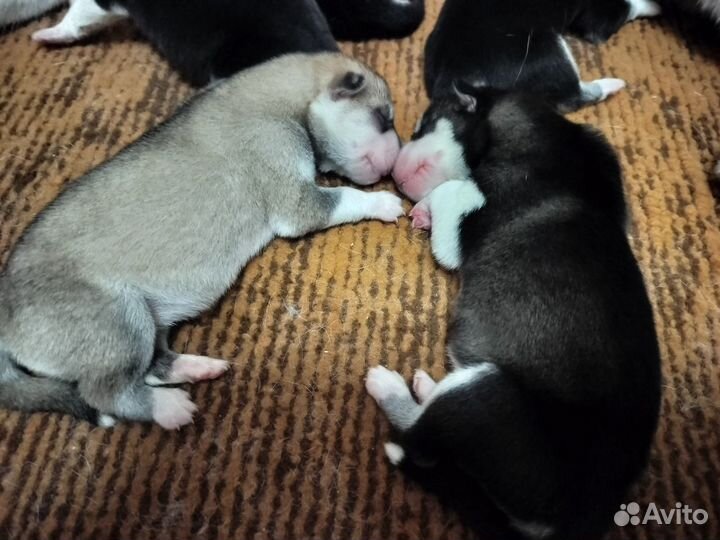 Продаю щенков хаски