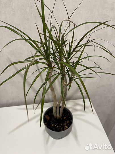 Пальма драцена