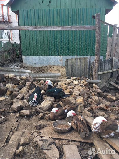 Селезень индоутки