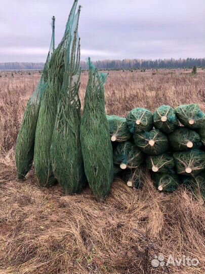 Ёлки (живые) оптом