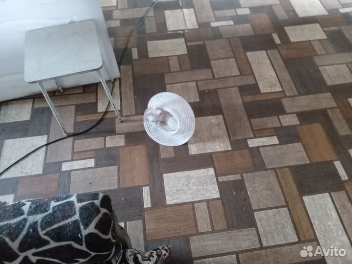 Белый котёнок