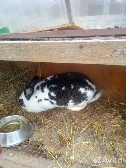 Кролики шиншилла. Белый панон. Шиншила рабочи, год