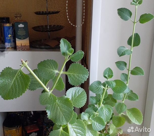 Комнатная мята