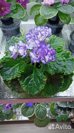 Фиалки на подарки