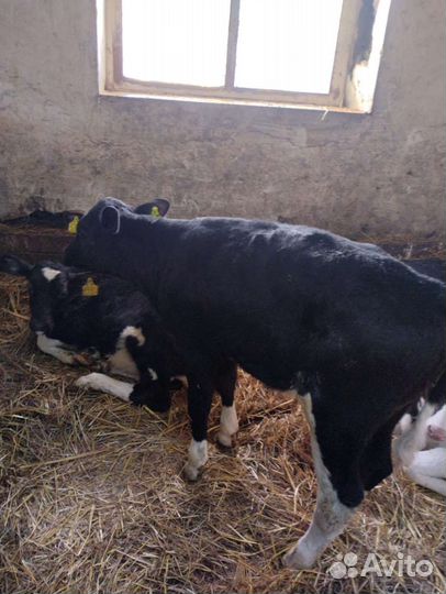 Телята бычки