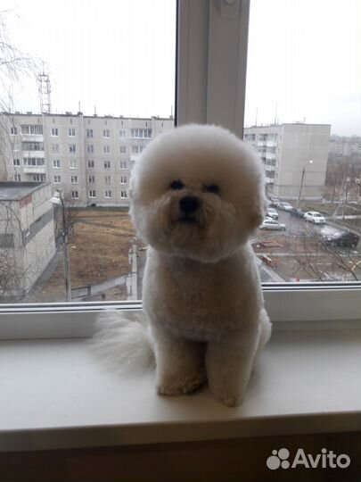 Вязка Бишон кобель