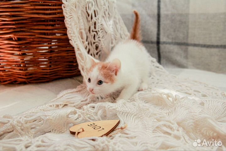 Котенок-мальчик