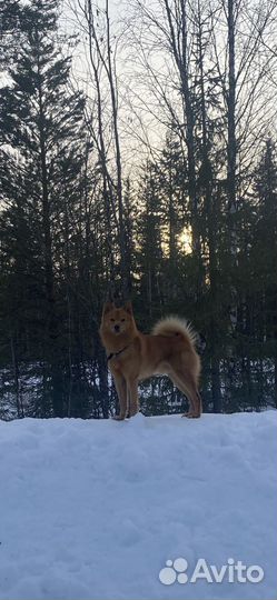 Вязка Кобель Карело-финская лайка