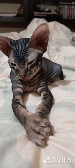 Донской сфинкс кошечка