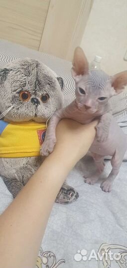 Донской сфинкс