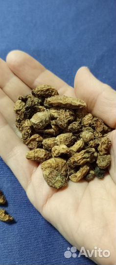 Чуфа, тигровый орешек, земляной миндаль