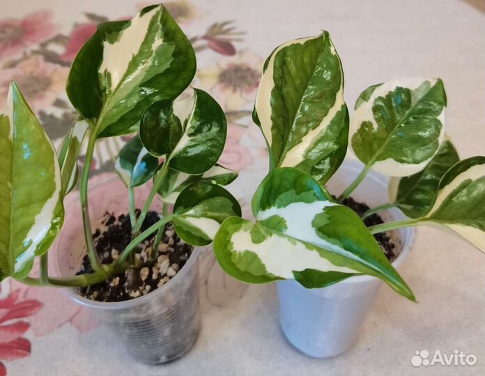 Сциндапсусы. Фикус. Монстера