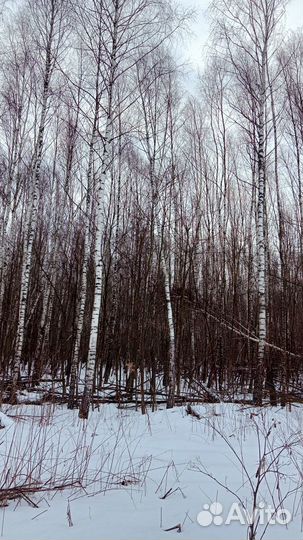 Дрова березовые не колотые