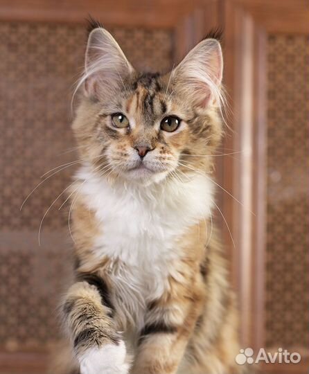 Кошечка мейн кун