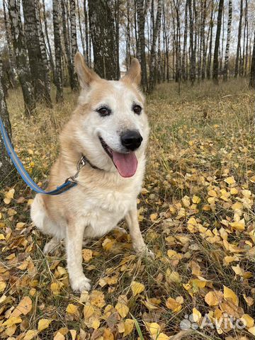 Собаки из приюта в добрые руки