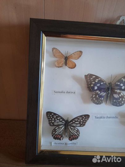 Бабочки в рамках