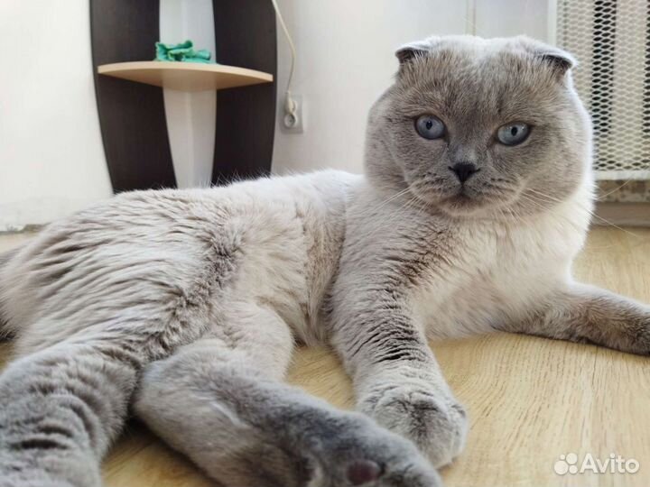 Шотландский вислоухий кот