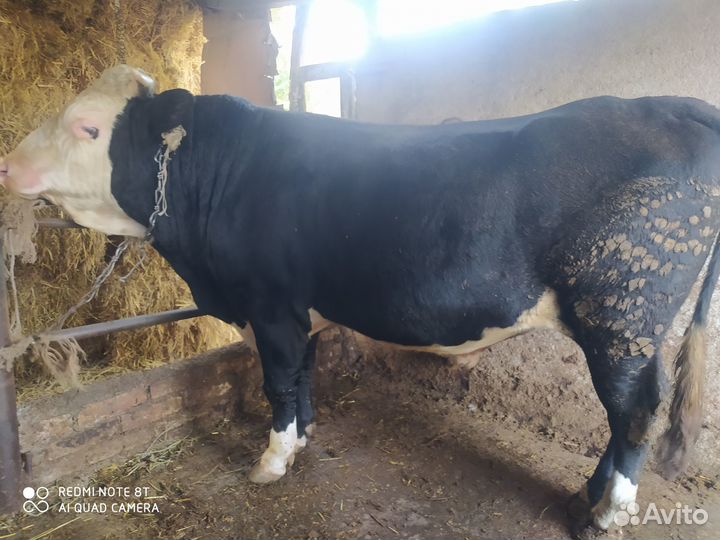 Быки на мясо или на племя