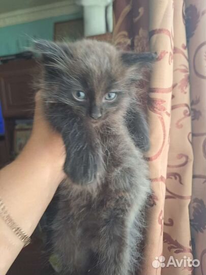 Котёнок невская маскарадная (помесь)