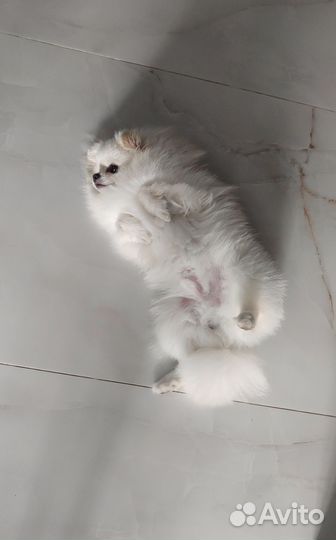 Белый шпиц для вязки