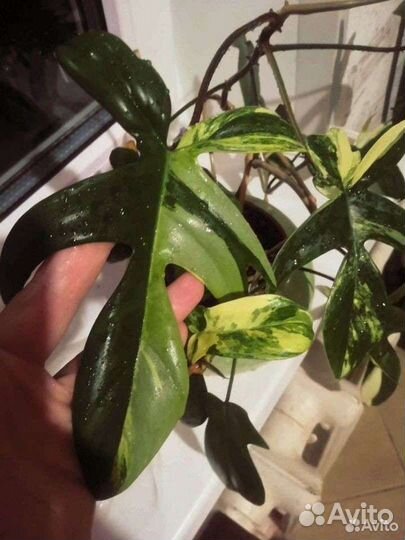 Филодендроны, алоказии редкие