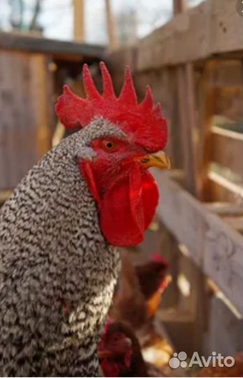 Молодые петухи