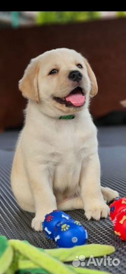 Щенки лабрадора