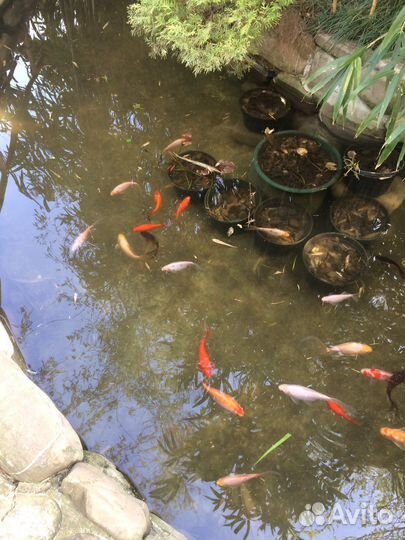 Прудовые рыбки