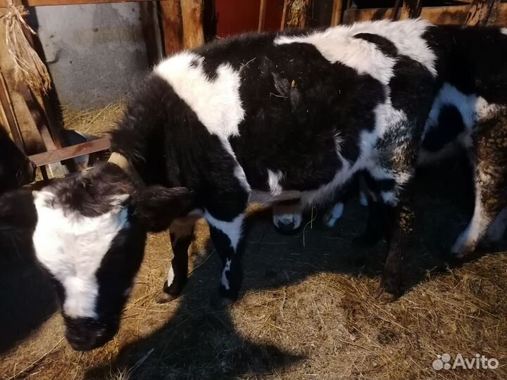 Бычки и тёлки