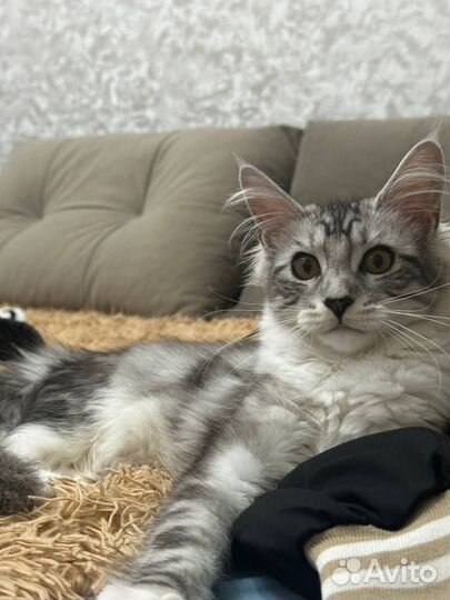Котята мейн-кун