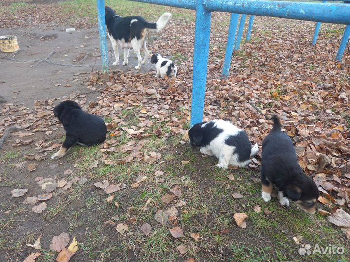 Отдам в добрые руки