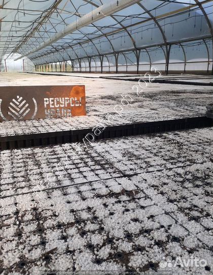 Сеянцы сосна ель зкс окс посадочный хвойные