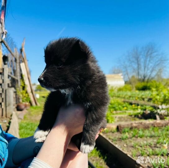 Хаски в добрые руки