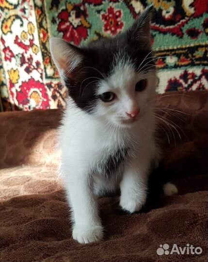 Отдам бесплатно