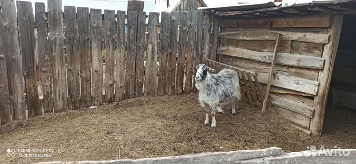 Продам козлят