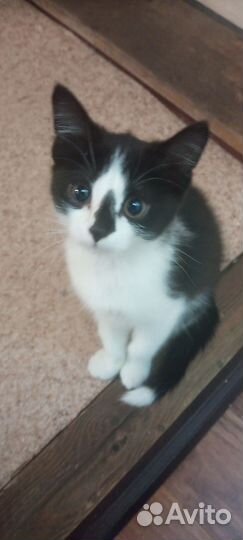 Кошка в дар