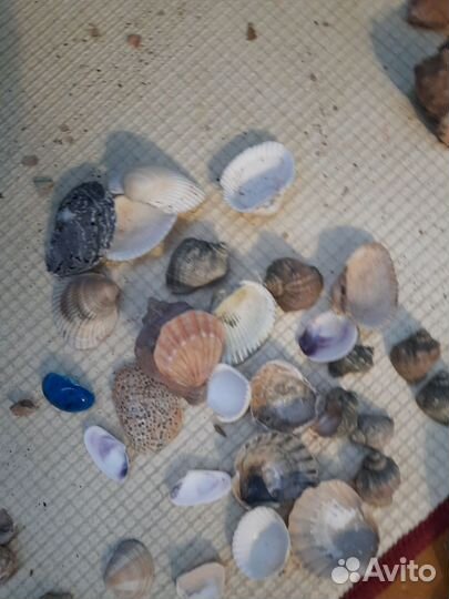 Ракушка Рапан