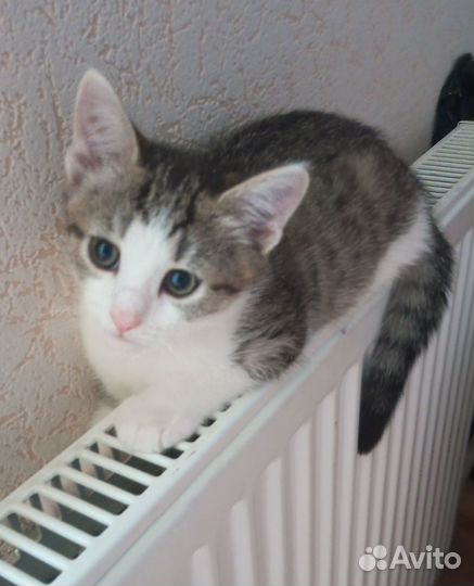Котенок в дар мальчик