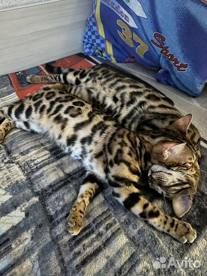 Бенгальские котята