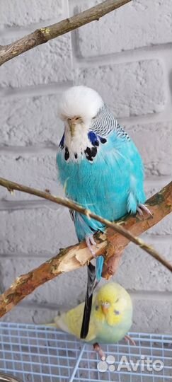 Выставочный волнистый попугай и хогаромо