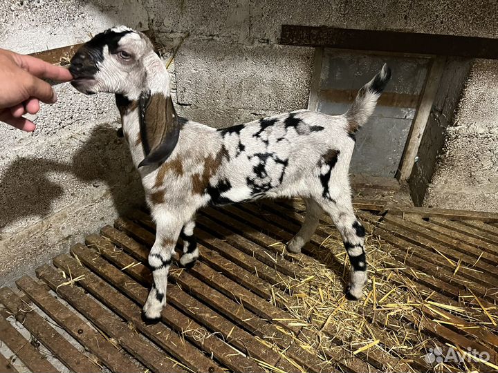 Англо нубийские козлята