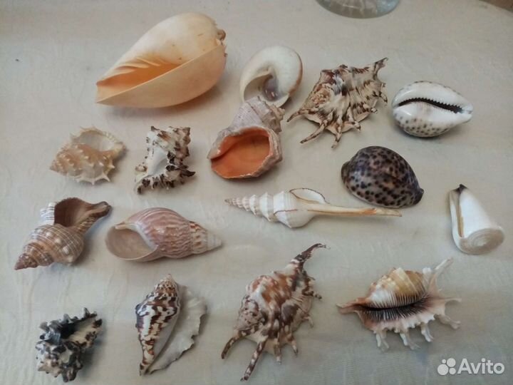 Морские раковины