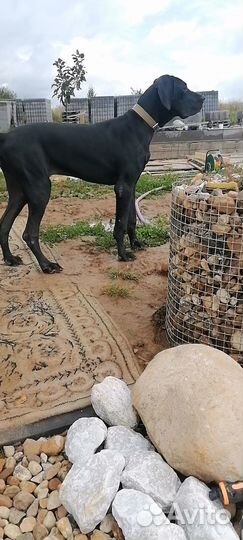 Немецкий дог