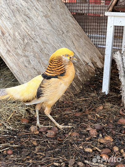 Лимонные фазаны